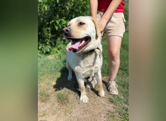 Gemütlicher, lieber Labrador Rüde, ca. 3 Jahre, kastriert, rundum verträglich