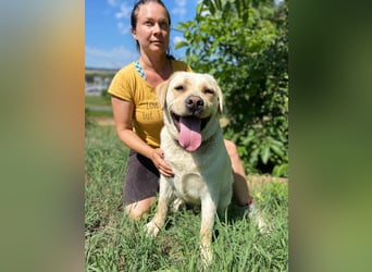 Gemütlicher, lieber Labrador Rüde, ca. 3 Jahre, kastriert, rundum verträglich