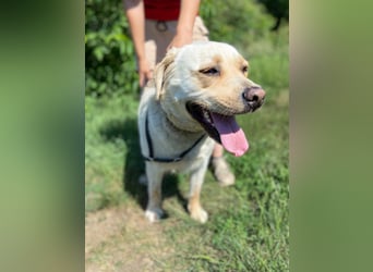 Gemütlicher, lieber Labrador Rüde, ca. 3 Jahre, kastriert, rundum verträglich