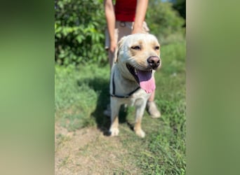 Gemütlicher, lieber Labrador Rüde, ca. 3 Jahre, kastriert, rundum verträglich