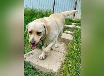 Gemütlicher, lieber Labrador Rüde, ca. 3 Jahre, kastriert, rundum verträglich