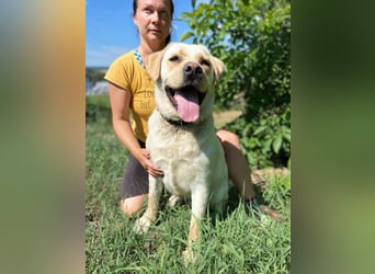 Gemütlicher, lieber Labrador Rüde, ca. 3 Jahre, kastriert, rundum verträglich