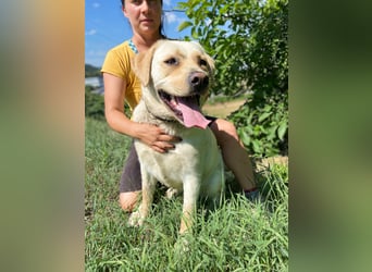 Gemütlicher, lieber Labrador Rüde, ca. 3 Jahre, kastriert, rundum verträglich