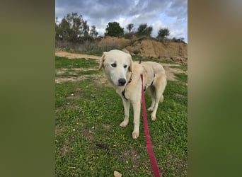 Nala: sie ruht in sich