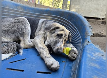 Cheyenne: beeindruckt mit ihrem ruhigen Wesen