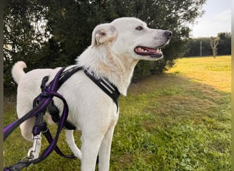 Lupin: ein großer Schmuser wartet auf Dich