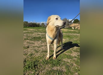 Nala: sie ruht in sich