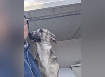 Cheyenne: Wärme und Geborgenheit gesucht