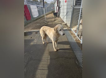 Nala: ein richtiger Hingucker