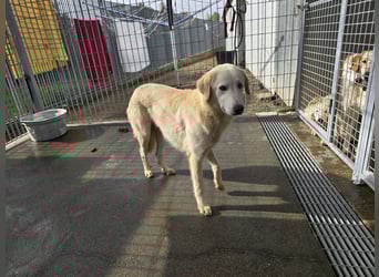 Nala: ein richtiger Hingucker