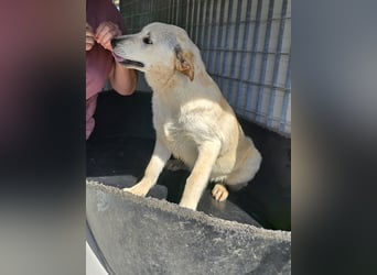 Fidor: kleiner Labbi-Junge sucht sein Glück