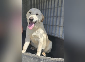 Fidor: kleiner Labbi-Junge sucht sein Glück