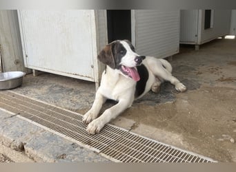 Carlo: ihn muss man lieb haben