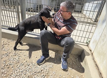 Coco: wo sind die Labrador-Freunde?