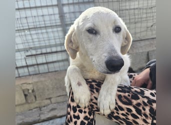 Teo: unkompliziert, freundlich, sozial