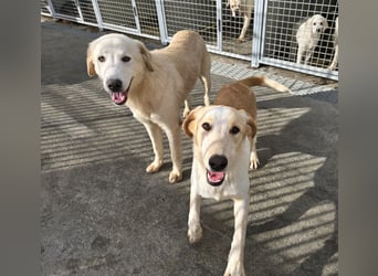 Nala: ein richtiger Hingucker