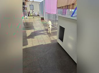 Nala: ihre Augen blicken in dein  Herz