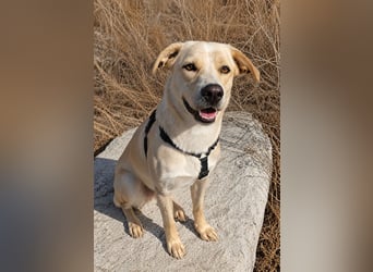 Jolie: ein Traum für Labrador-Freunde