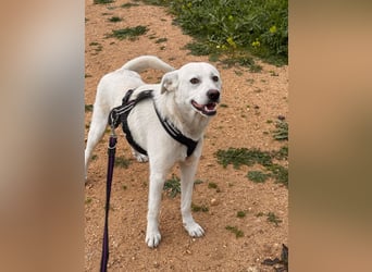 Lupin: ein großer Schmuser wartet auf Dich