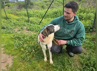Carlo: Traumhund für Labrador-Freunde