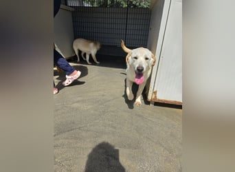 Fidor: kleiner Labbi-Junge sucht sein Glück