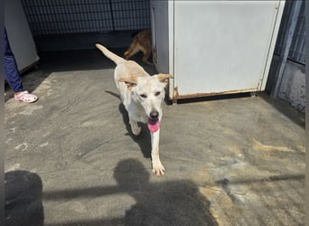 Fidor: kleiner Labbi-Junge sucht sein Glück