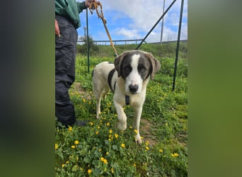 Carlo: Traumhund für Labrador-Freunde