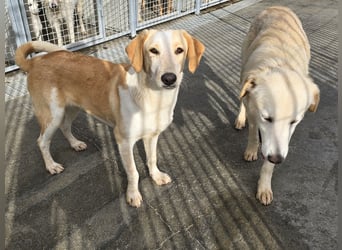 Trilly: ein Schatz für die ganze Familie