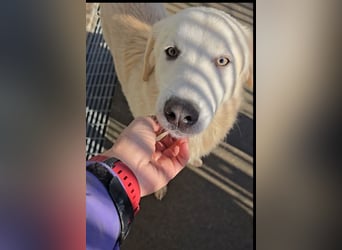 Nala: ihre Augen schleichen sich ins Herz