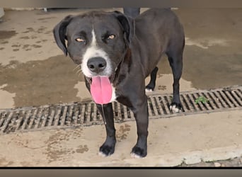 Coco: wo sind die Labrador-Freunde?