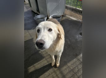 Nala: ihre Augen blicken in dein  Herz