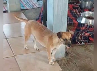 Jolie: ein Traum für Labrador-Freunde