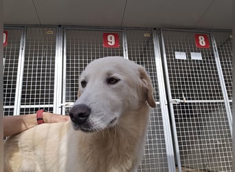 Nala: ein richtiger Hingucker