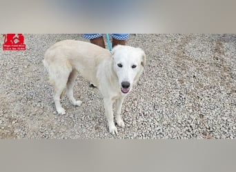 Nala: ein richtiger Hingucker