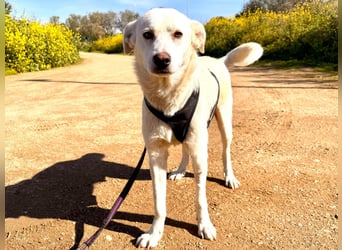 Lupin: ein großer Schmuser wartet auf Dich