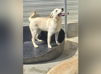 Fidor: kleiner Labbi-Junge sucht sein Glück