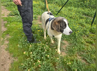 Carlo: Traumhund für Labrador-Freunde