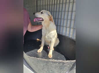 Fidor: kleiner Labbi-Junge sucht sein Glück