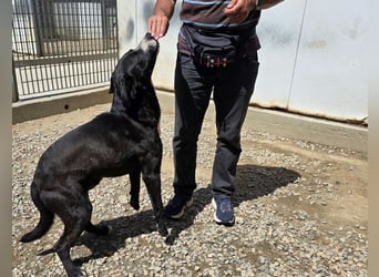 Coco: wo sind die Labrador-Freunde?