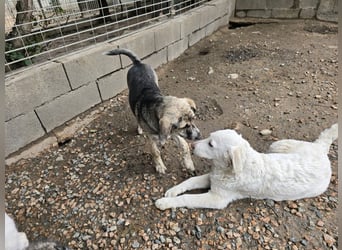 Clarissa: sehnt sich nach 1000 Streichelhänden