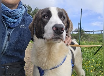 Carlo: Traumhund für Labrador-Freunde