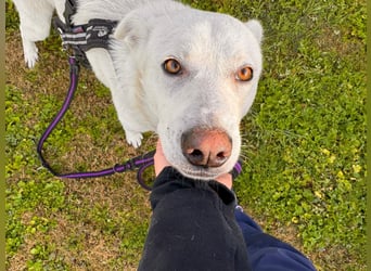 Lupin: ein großer Schmuser wartet auf Dich