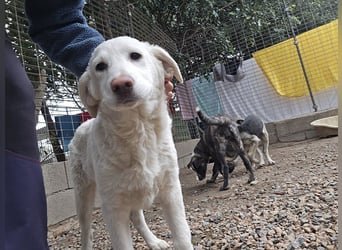 Clarissa: sehnt sich nach 1000 Streichelhänden