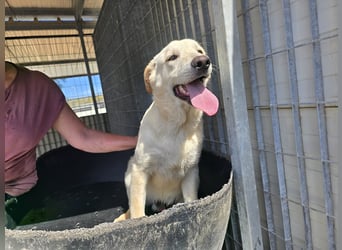 Fidor: kleiner Labbi-Junge sucht sein Glück