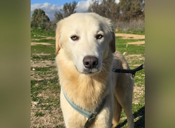 Nala: sie ruht in sich