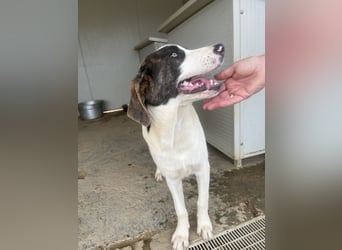 Carlo: ihn muss man lieb haben