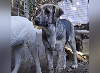 Cheyenne: beeindruckt mit ihrem ruhigen Wesen