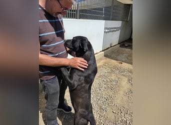Coco: wo sind die Labrador-Freunde?