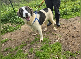 Carlo: Traumhund für Labrador-Freunde