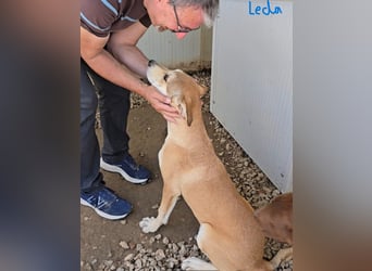 Rufus: ihn muss man lieb haben